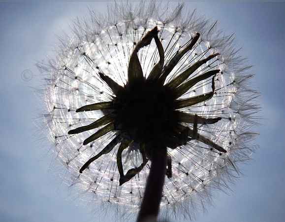 Dandelion Puff Ball
