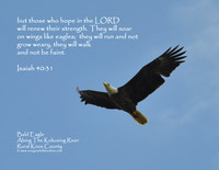 09 - Bald Eagle Soaring Along The Kokosing River