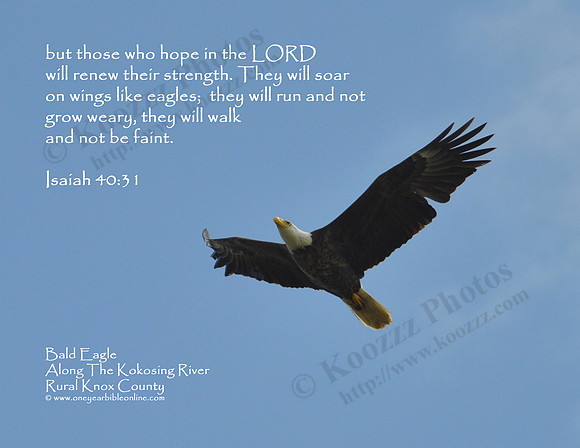 09 - Bald Eagle Soaring Along The Kokosing River