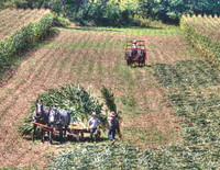 11 Amish Corn Harvest - Danville OH