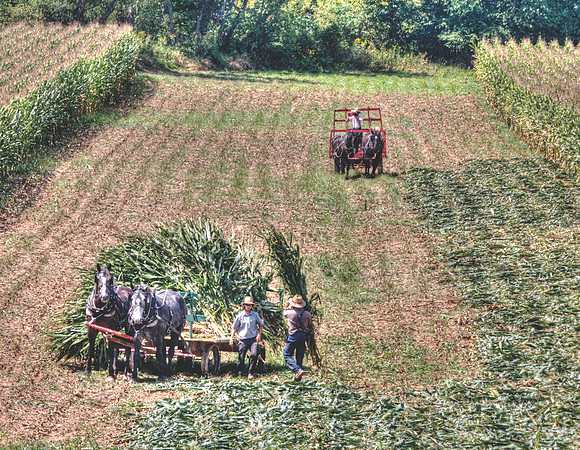 11 Amish Corn Harvest - Danville OH