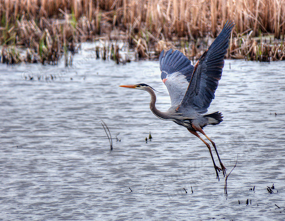 04_Blue Heron Magee Marsh