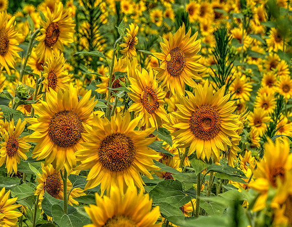 08_Sunflowers