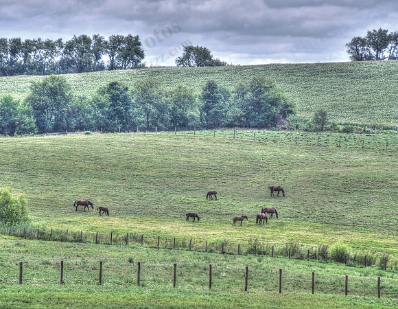 04_April_pasturedHorses