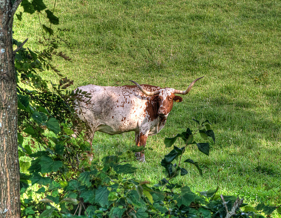 06_Morris Family Cattle Co