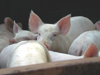 pigs in a truck_DSCN0836_CMYK_24x18