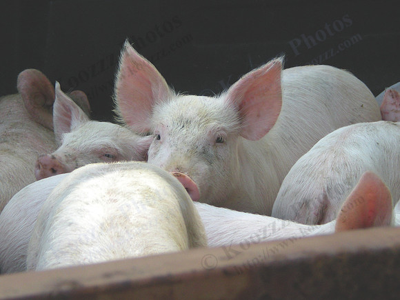 pigs in a truck_DSCN0836_CMYK_24x18