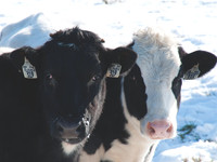 cows_DSC_1323_CMYK_24x18