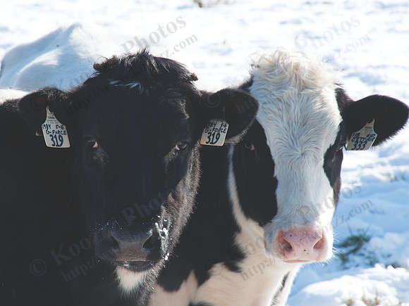 cows_DSC_1323_CMYK_24x18