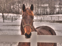 DSC_5416_tonemapped_CMYK_24x18
