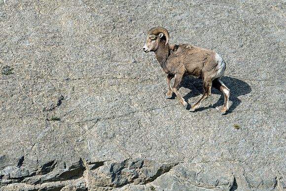 12a_pana0599_bighornsheep