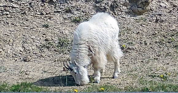 09_PSX_20190521_213944_icefieldparkway