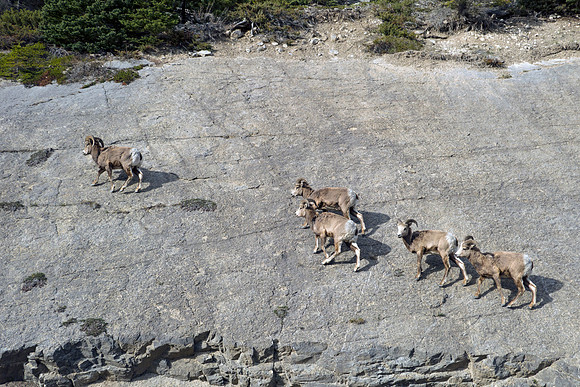 12a_pana0602_bighornsheep