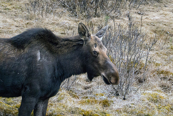 12a_pana0612_malignelakeroadmoose
