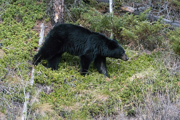 12a_pana0586_bear