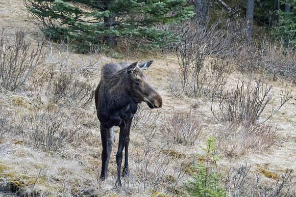 12a_pana0606_malignelakeroadmoose