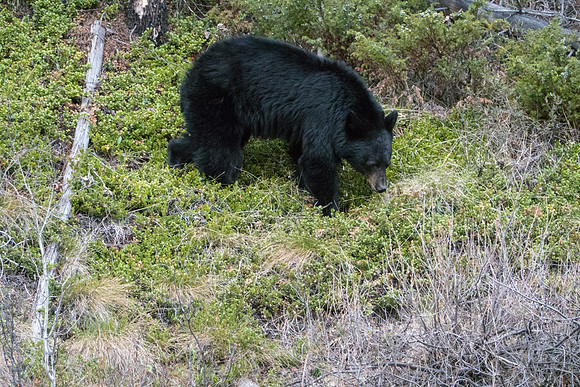 12a_pana0587_bear