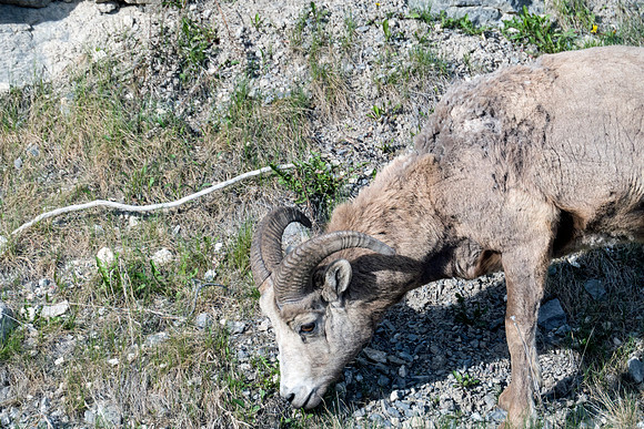 12a_pana0598_bighornsheep