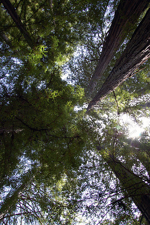 Big Basin Redwoods