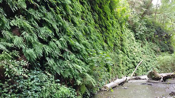 05_FernCanyon_20190820_171214