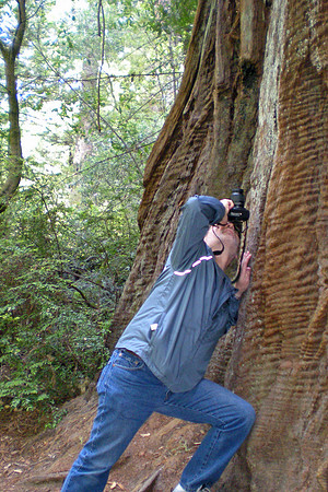 Big Basin Redwoods