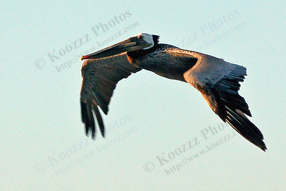 Pelican along the Pacific Beach Shore.