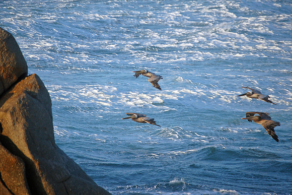 Pelicans along the Pacific Beach Shore.