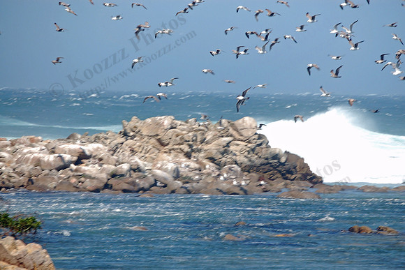 Off the shore in Pacific Beach (Monterey)