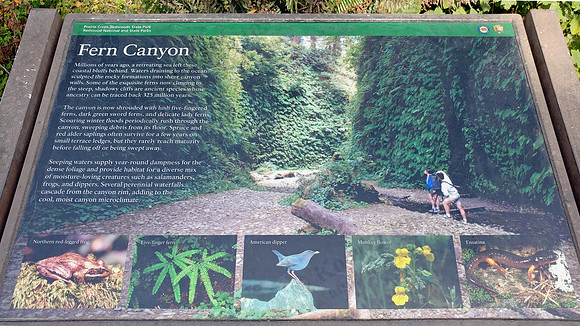 05_FernCanyon_20190820_174537