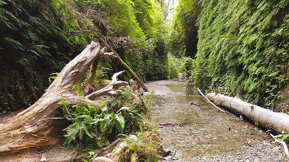 05_FernCanyon_PSX_20190820_204418