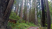 California Redwoods 2019