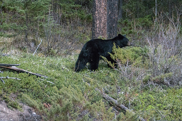12a_pana0574_bear