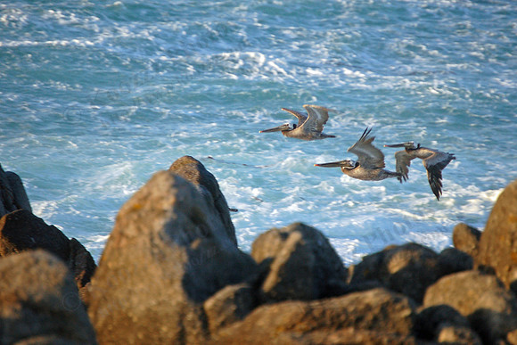 Pelicans along the Pacific Beach Shore.