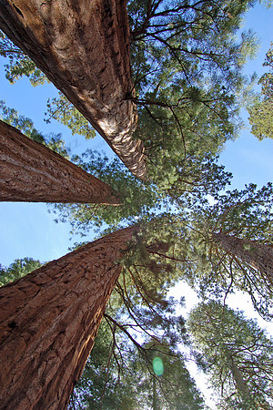Sequoias in the Mariposa Grove, Yosemite Natl Park