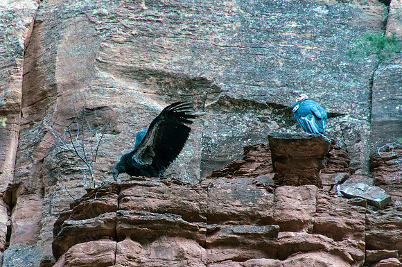 02f_condor4_DSC_6458_edit_crop