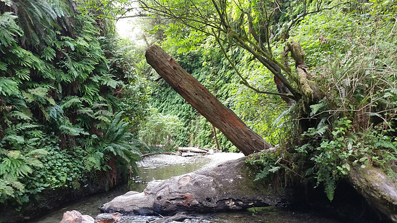 05_FernCanyon_PSX_20190820_213350