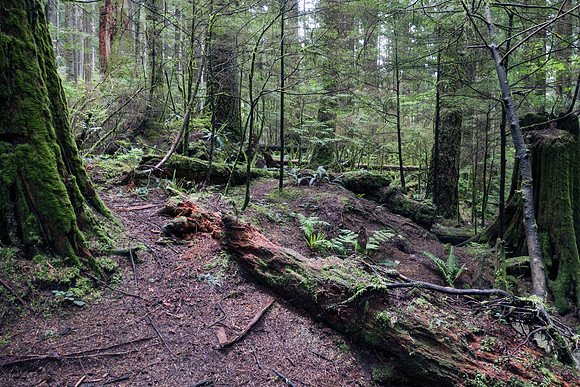 02_pana0451_lynncanyon