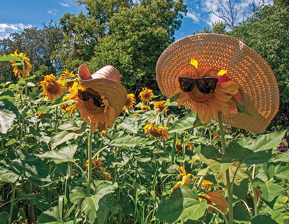 08 Branstool Sunflower Fest RGB