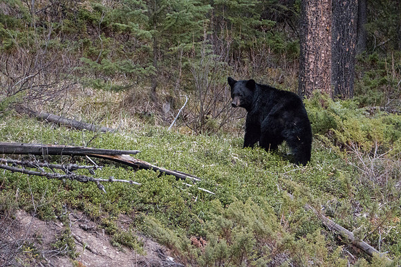 12a_pana0577_bear