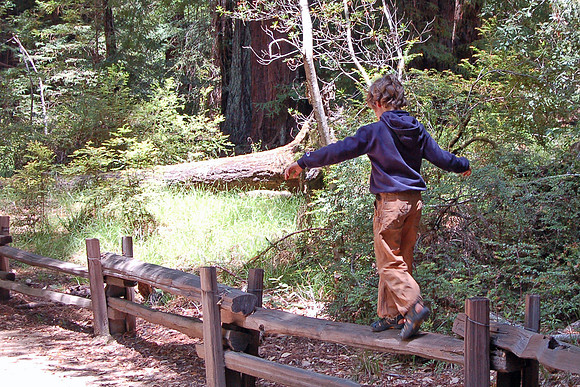 Young boy balancing in Big Basin Redwood Park