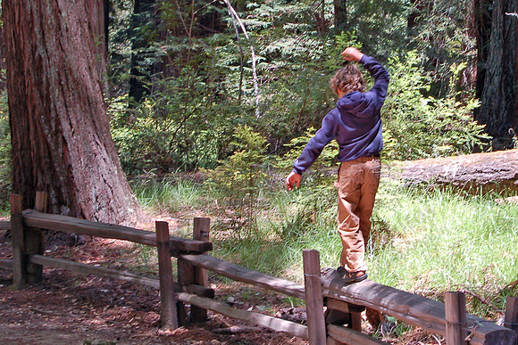 Young boy balancing in Big Basin Redwood Park