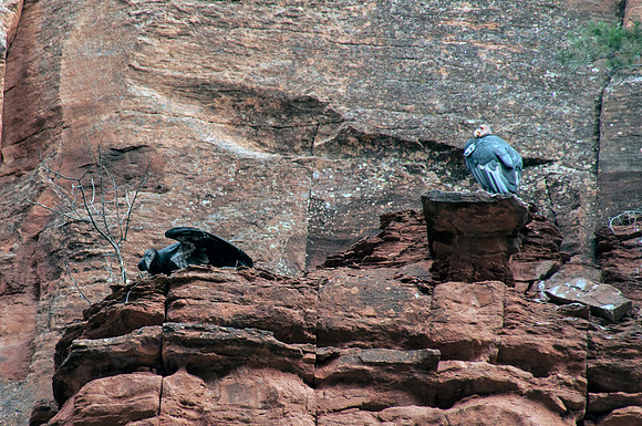 02f_condor3_DSC_6454_edit_crop