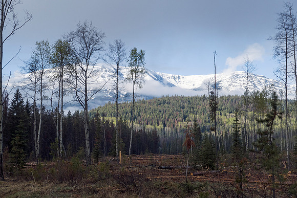 05c_pana0503_firstmorninginjasper