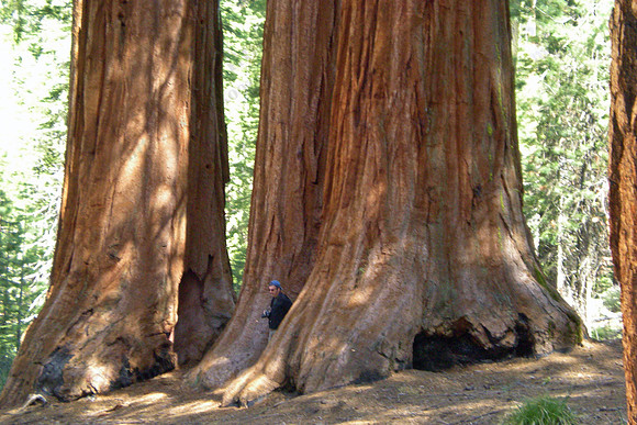 Quite a perspective, Sequoias in the Mariposa Grove, Yosemite Natl Park