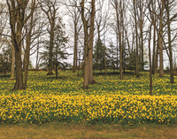 04_DaffodilHill_CMYK