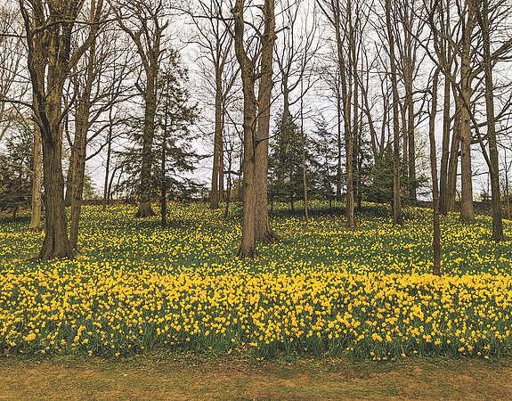 04_DaffodilHill_CMYK