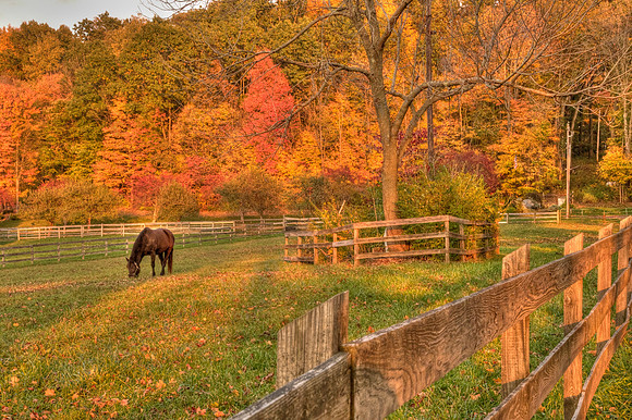 HorsePastureMountVernon